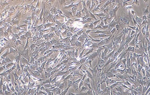 Primary Caprine Myocardial Cells (MC)