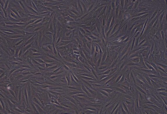 Primary Rabbit Myocardial Cells (MC)