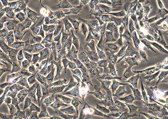 Primary Canine Annulus Fibrosus Cells (AFC)