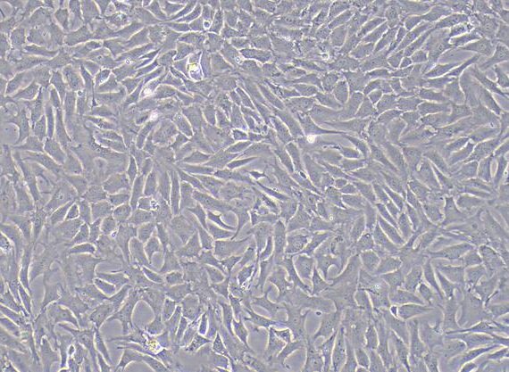 Primary Caprine Annulus Fibrosus Cells (AFC)