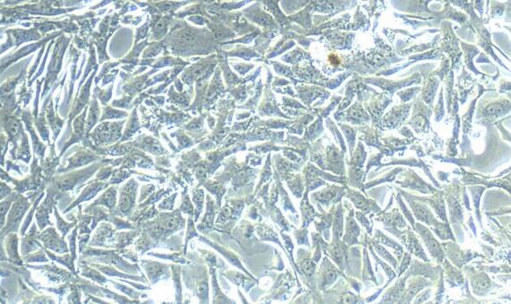 Primary Rat Annulus Fibrosus Cells (AFC)