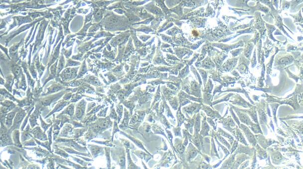 Primary Rat Annulus Fibrosus Cells (AFC)