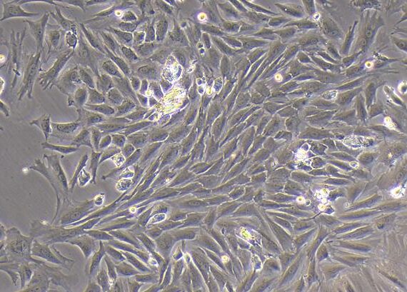 Primary Rabbit Annulus Fibrosus Cells (AFC)