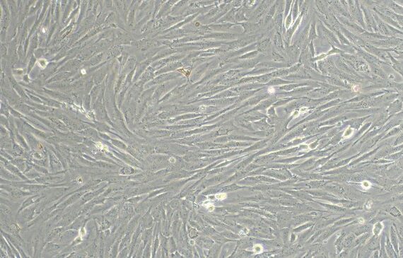 Primary Canine Retinal Astrocytes (RA)