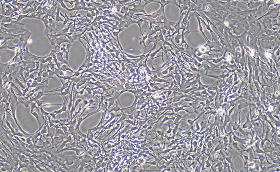 Primary Canine Brain Astrocytes (BA)