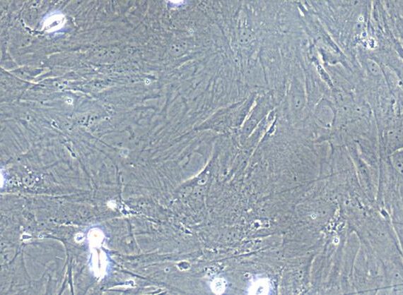 Primary Rat Umbilical Mesenchymal Stem Cells (UMSC)