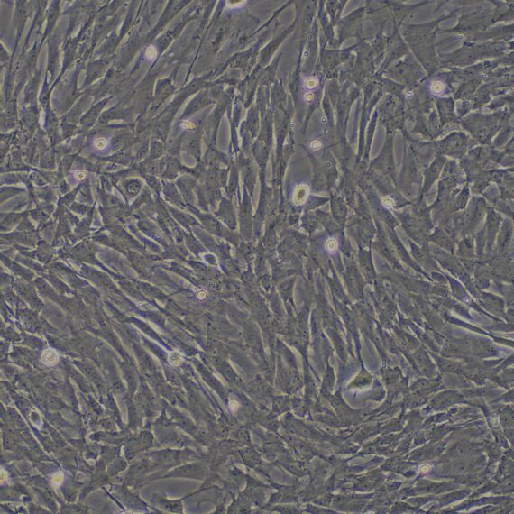 Primary Canine Corneal Epithelial Cells (CEC)