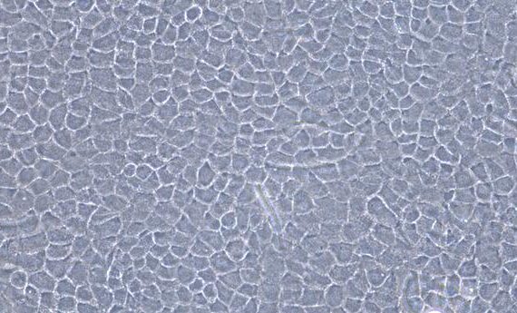 Primary Caprine Corneal Epithelial Cells (CEC)