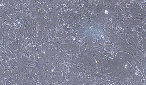 Primary Caprine Subcutaneous Preadipocytes (SPrAD)