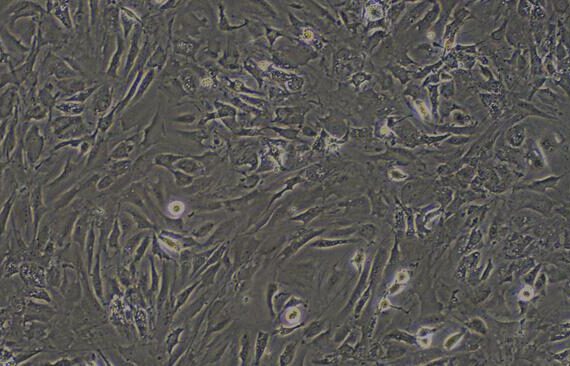 Primary Mouse Subcutaneous Preadipocytes (SPrAD)