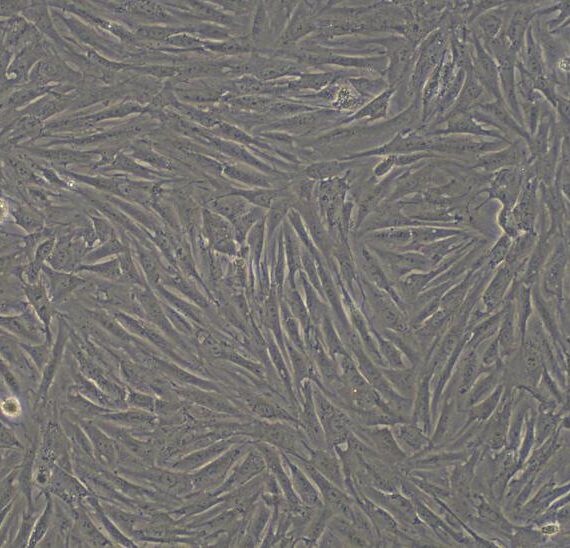 Primary Rabbit Subcutaneous Preadipocytes (SPrAD)