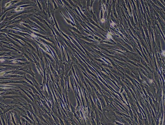 Primary Canine Pulmonary Fibroblasts (PF)