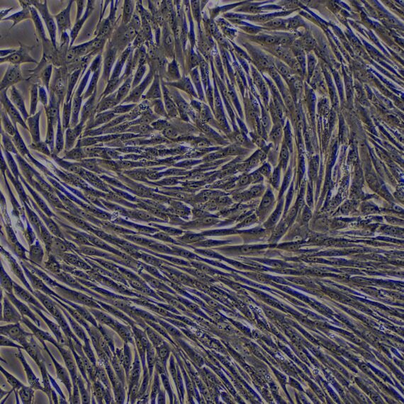 Primary Caprine Pulmonary Fibroblasts (PF)