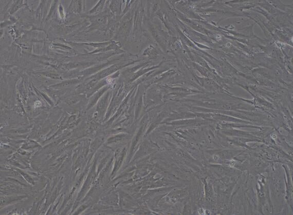Primary Mouse Pulmonary Fibroblasts (PF)