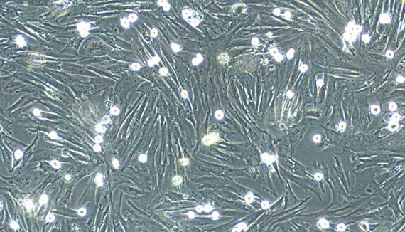 Primary Canine Thymic Fibroblasts (TF)