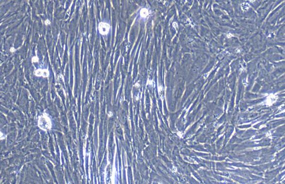 Primary Caprine Thymic Fibroblasts (TF)