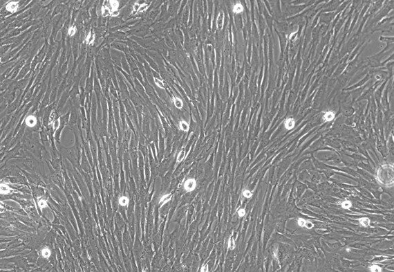 Primary Rat Thymic Fibroblasts (TF)
