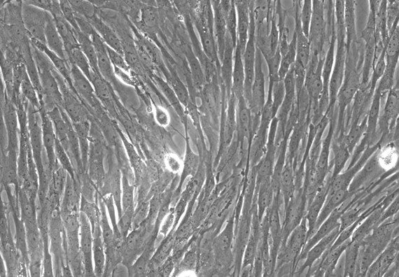 Primary Rabbit Thymic Fibroblasts (TF)