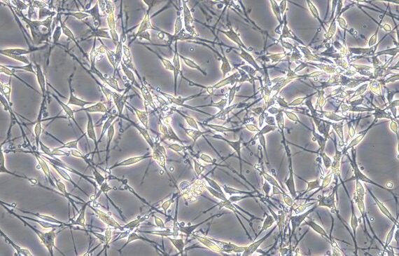 Primary Mouse Schwann Cells (mouseSC)