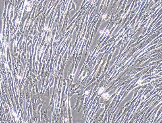 Primary Canine Meningeal Cells (MC)
