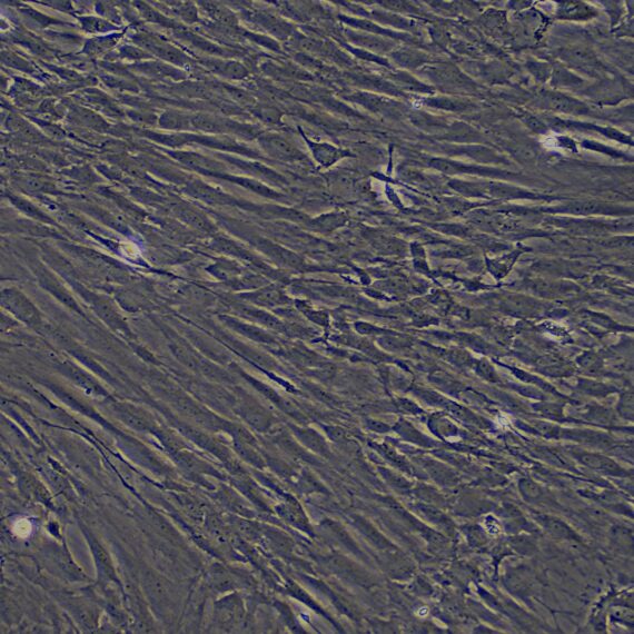 Primary Rat Meningeal Cells (MC)