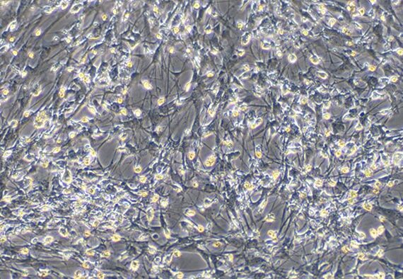 Primary Rabbit Microglia Cells (MC)