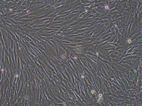 Primary Canine Corneal Fibroblasts (CF)