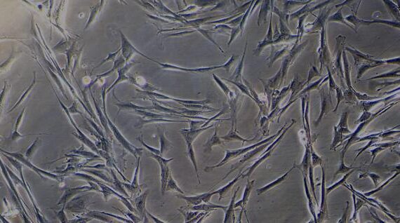Primary Canine Skeletal Muscle Cells (SkMC)