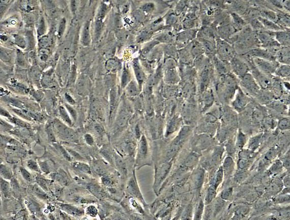 Primary Canine Renal Tubular Epithelial Cells (RTEC)