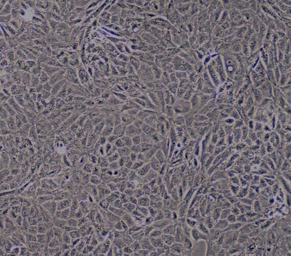 Primary Caprine Renal Tubular Epithelial Cells (RTEC)
