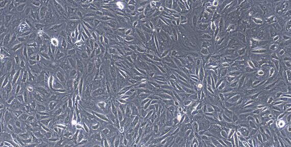 Primary Rabbit Renal Tubular Epithelial Cells (RTEC)