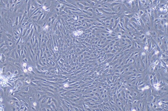 Primary Canine Urethral Epithelial Cells (UrEC)