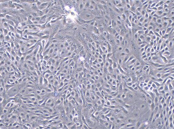 Primary Caprine Urethral Epithelial Cells (UrEC)