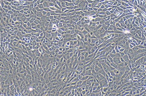 Primary Rat Urethral Epithelial Cells (UrEC)