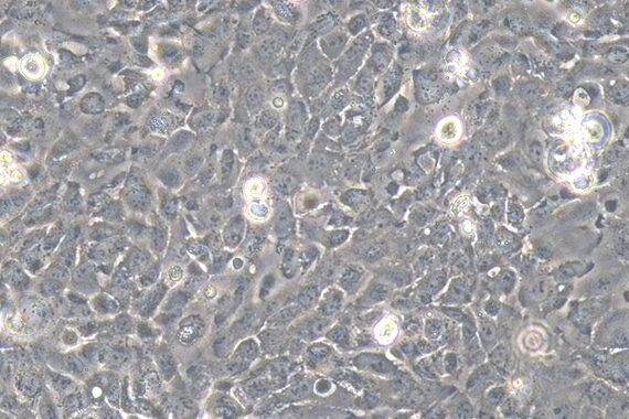 Primary Rabbit Urethral Epithelial Cells (UrEC)