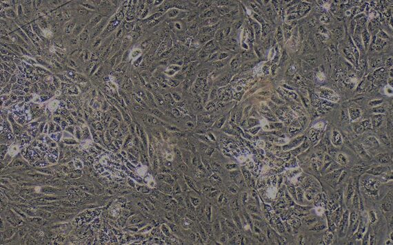 Primary Canine Renal Cortical Epithelial Cells (RCEC)