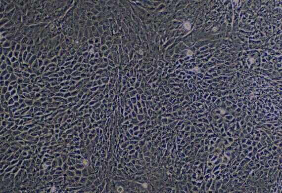 Primary Caprine Renal Cortical Epithelial Cells (RCEC)