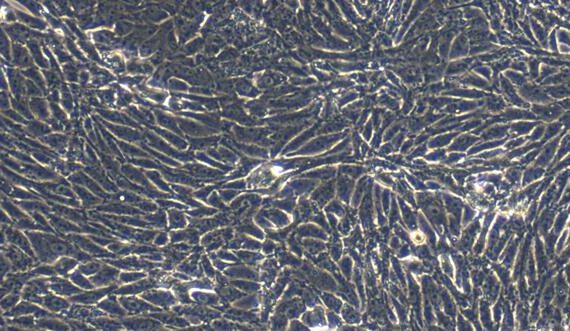 Primary Porcine Renal Cortical Epithelial Cells (RCEC)