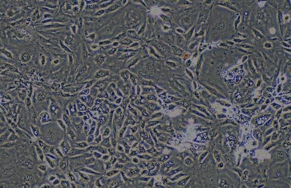Primary Rabbit Renal Cortical Epithelial Cells (RCEC)