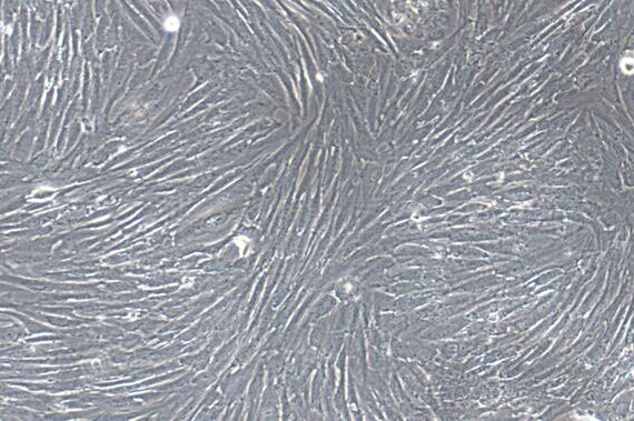 Primary Canine Tracheal Smooth Muscle Cells (TSMC)