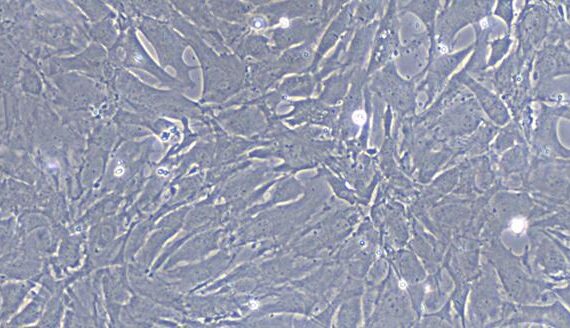 Primary Caprine Tracheal Smooth Muscle Cells (TSMC)