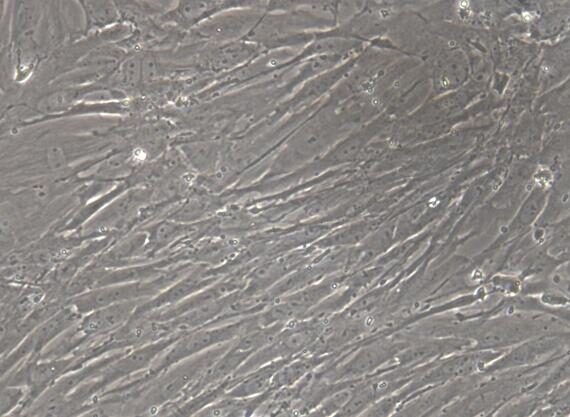 Primary Rat Tracheal Smooth Muscle Cells (TSMC)