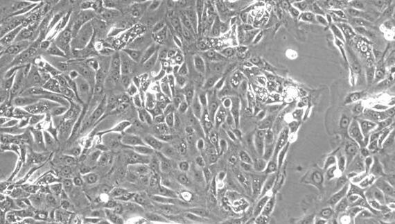 Primary Canine Tracheal Epithelial Cells (TEC)