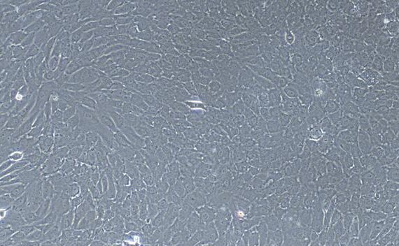 Primary Caprine Tracheal Epithelial Cells (TEC)