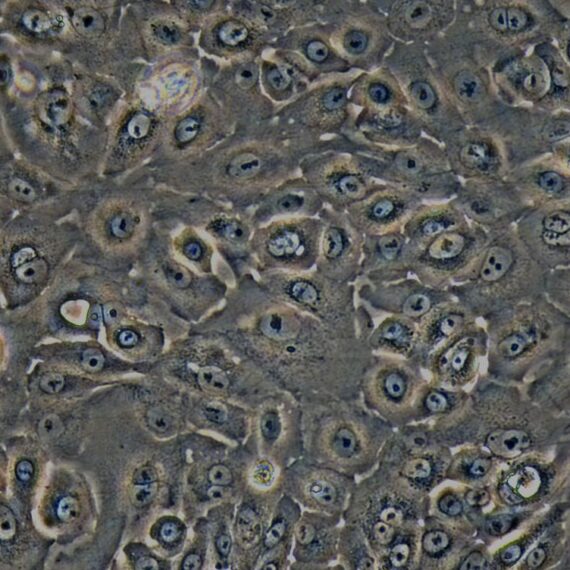 Primary Rabbit Tracheal Epithelial Cells (TEC)