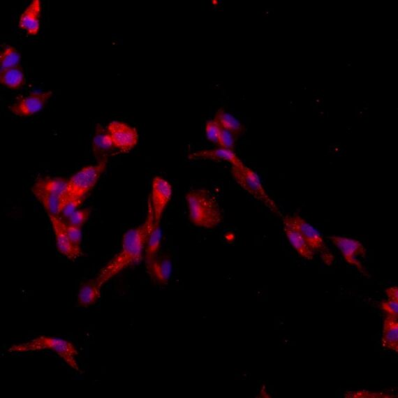 Primary Canine Visceral Preadipocytes (VPA)