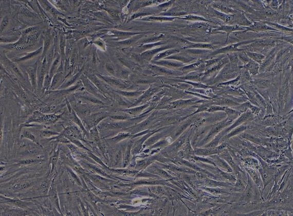 Primary Rabbit Visceral Preadipocytes (VPA)