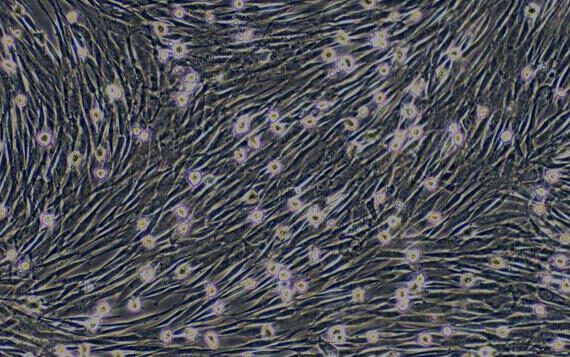Primary Canine Bone Marrow-derived Mesenchymal Stem Cells (BMMSCs)