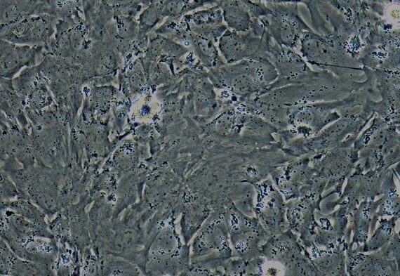 Primary Caprine Bone Marrow-derived Mesenchymal Stem Cells (BMMSCs)