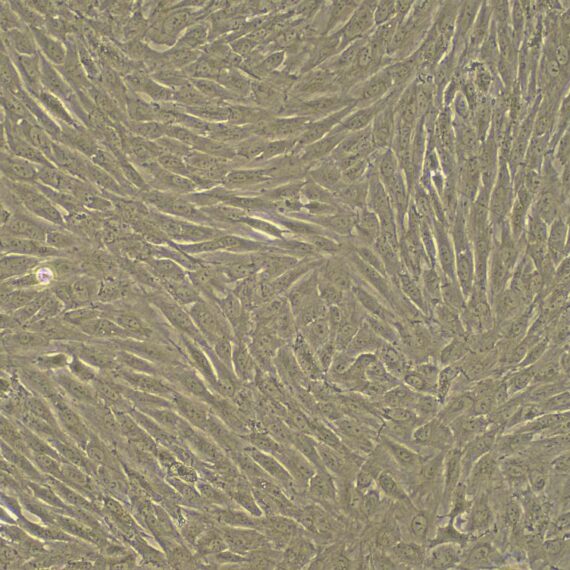 Primary Rabbit Bone Marrow-derived Mesenchymal Stem Cells (BMMSCs)